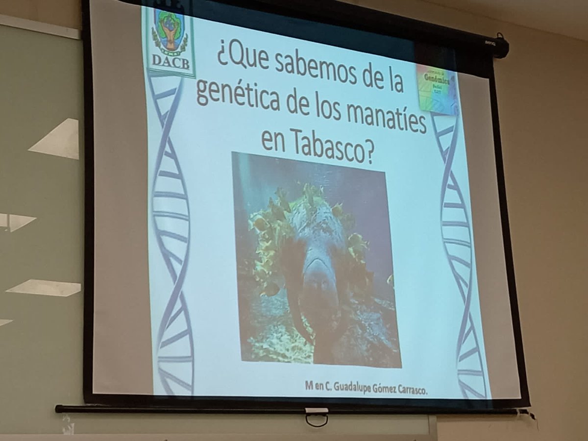 Biol_Clau_dia's tweet photo. @DACBiolUJAT El día de ayer tuvo lugar la conferencia acerca de los manatíes, una importante especie, invitando a concienciar acerca de este tema. https://t.co/SdeiVSxecD