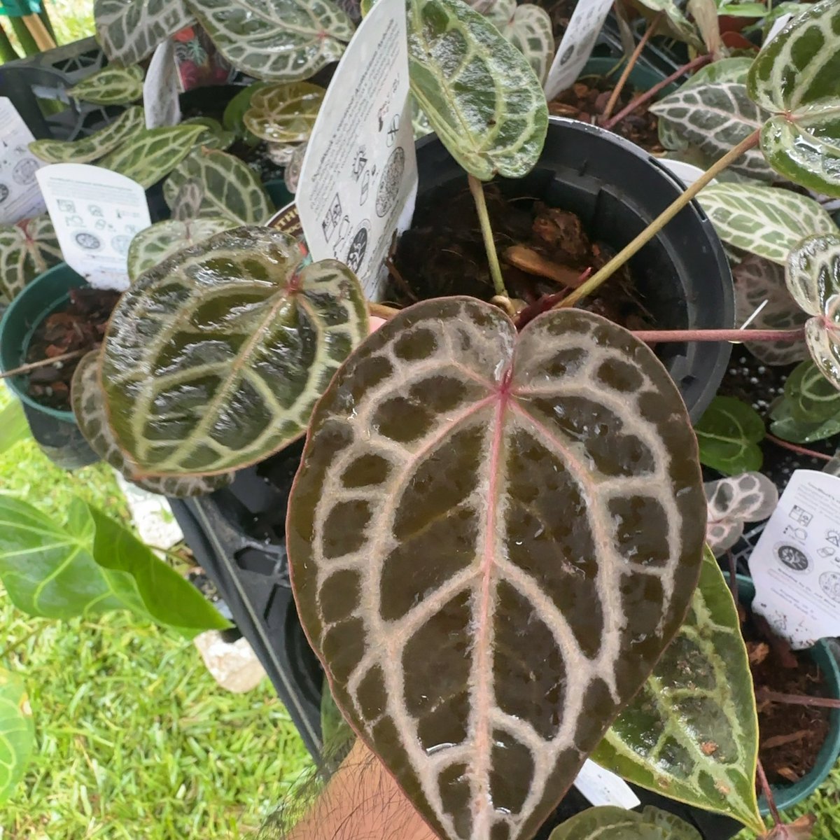 anthurium Angela x zara Dr blockの新ライン ショー用のスペシャル