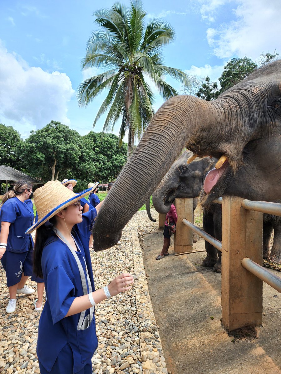 VictoriaDACb005's tweet photo. El elefante es un símbolo nacional en Tailandia ligada fuertemente a su historia por ello es una actividad común visitar los centros de elefantes para vivir una experiencia cercana a ellos, pero es importante saber identificar que lugares se preocupan por su conservación. https://t.co/pYivfGdFbd