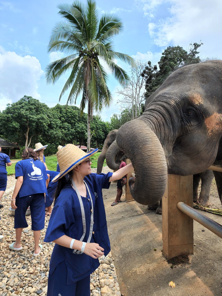 VictoriaDACb005's tweet photo. El elefante es un símbolo nacional en Tailandia ligada fuertemente a su historia por ello es una actividad común visitar los centros de elefantes para vivir una experiencia cercana a ellos, pero es importante saber identificar que lugares se preocupan por su conservación. https://t.co/pYivfGdFbd