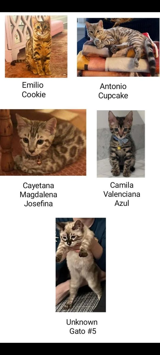 smallerpepino's tweet photo. #HilariaBaldwin Why would your son want to visit kitties when you supposedly have 5 Bengals at home?? Where are your cats? Where are your dogs? They've all been MIA for too long. What have you done? @peta #pepino #reddit #stillnotspanish #alecbaldwin #FYP ๐ฅ https://t.co/tn6tONDLAj
