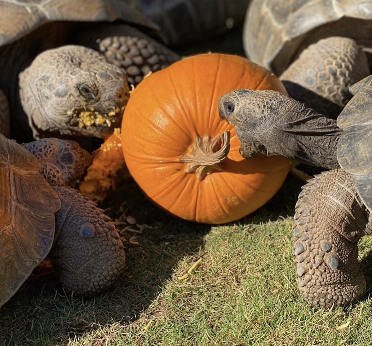 turtletweets's tweet photo. Pumpkin season is upon us!! Like many of you, our tortoises anticipate the influx of pumpkin-everything come fall too 🎃🐢#turtleconservancy https://t.co/R1Ckez5hiu