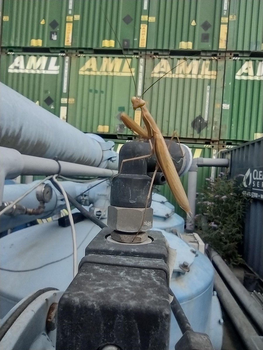 Just visiting with one of our highly specialized pest control team members on the job site...  📸 by #fridayphoto winner Jason Wallawine. #clearwater #watertreatment #bestteam #photocontest #mantisfans #natureiscool