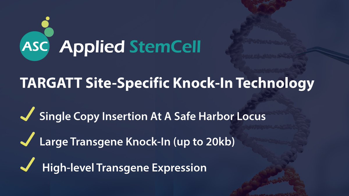 ASCAppliedStem's tweet image. [TARGATT - Site-Specific Knock-In Technology]

Sign up today to be among the first to see our latest TARGATT data!

🔗 appliedstemcell.com/contactus 

#TARGATT #appliedstemcell
#genomeediting #geneandcelltherapy #CDMO #CRO #cellmanufacturing