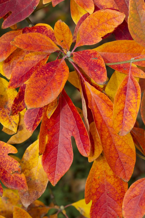 CorkenCo's tweet image. "Not sure where to start with fall garden projects? Follow these rules to make the most of autumn garden time." from @hgtv at hgtv.com/outdoors/garde… #gardening #fallgarden #gardeningtips