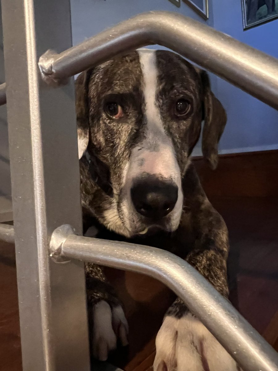 saragoldrickrab's tweet photo. Poor #WarrenBaderHarris
Mom decided her kids are right- it's time for a trip home to visit Wisconsin.
See you soon, good boy! https://t.co/6WRYKrKFov
