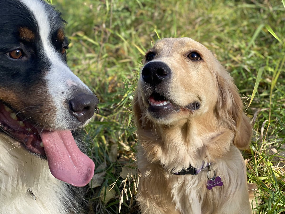 When you look at a dog, and the dog looks at you, your body FEELS something.

That something is literally love.

Oxytocin, a hormone that makes you feel trust, bonding, and warm fuzzies is released at this point.

In studies these hormones go up a whopping 300% in humans during a