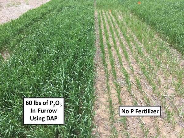 #Wheat is considered a highly responsive #crop to band-applied fertilizers, particularly phosphorus. There is typically an increase in fall tillers and better root development with the use of starter fertilizer. For more on in-furrow fertilizers for wheat: bit.ly/46dIGgG