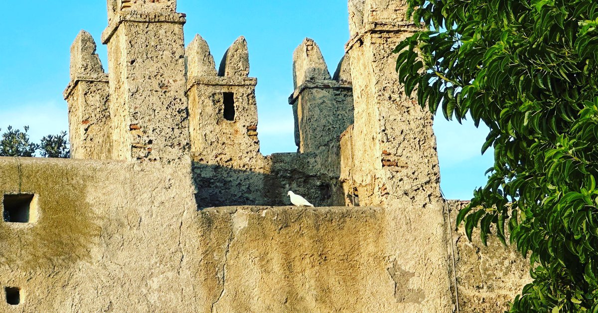 Mosquitas77's tweet image. Questa colomba bianca tra le   torrette smerlate del castello di  #SantaSevera, alla prima #festanazionale di @ItaliaViva lo considero di buon auspicio per il futuro #Centro. 🍀