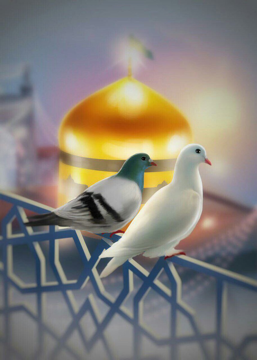 _hakanp_'s tweet photo. من کبوتر جلد این حرمم...)
#همه_خادم_الرضاییم
#غریبلرین_پناهی https://t.co/8tAGFik407