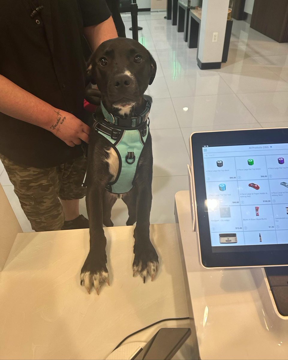 We love our 🐾 friends! 

#njleaf #petfriendly