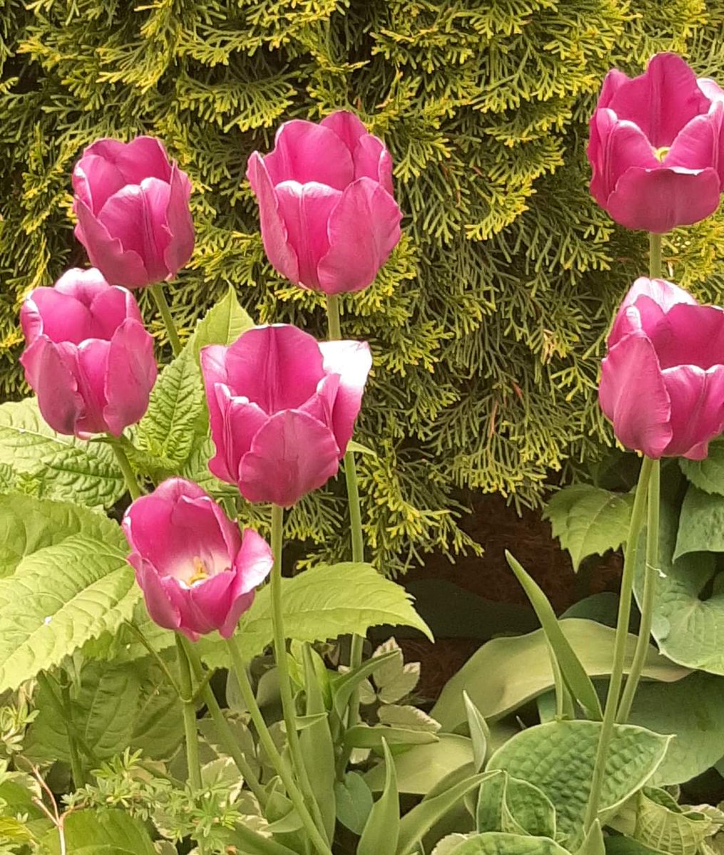 #pinkFlower #FlowersOnFriday #gardening #dailyBrightness #Flowers