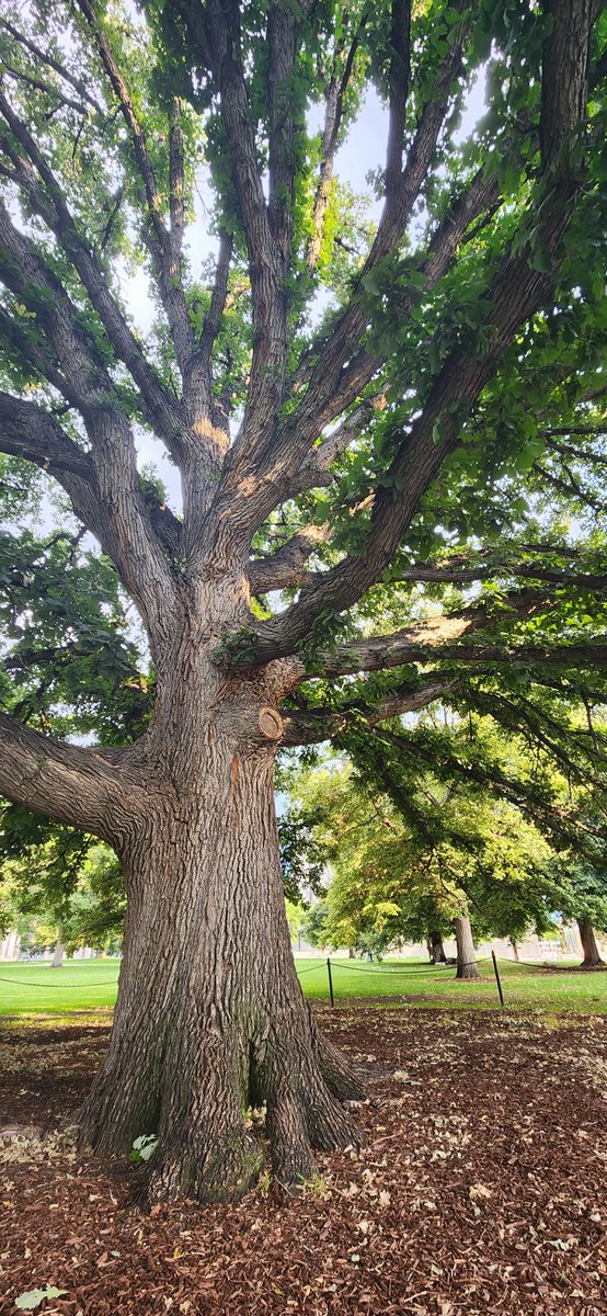 "Hi tree bestie! Thanks for the beautiful shade next to one of the prettiest parks. You're very well loved by all!" Jeana G. speaks straight facts about our beloved Bur Oak. Find your tree bff today: beasmartash.org/celebri-trees/