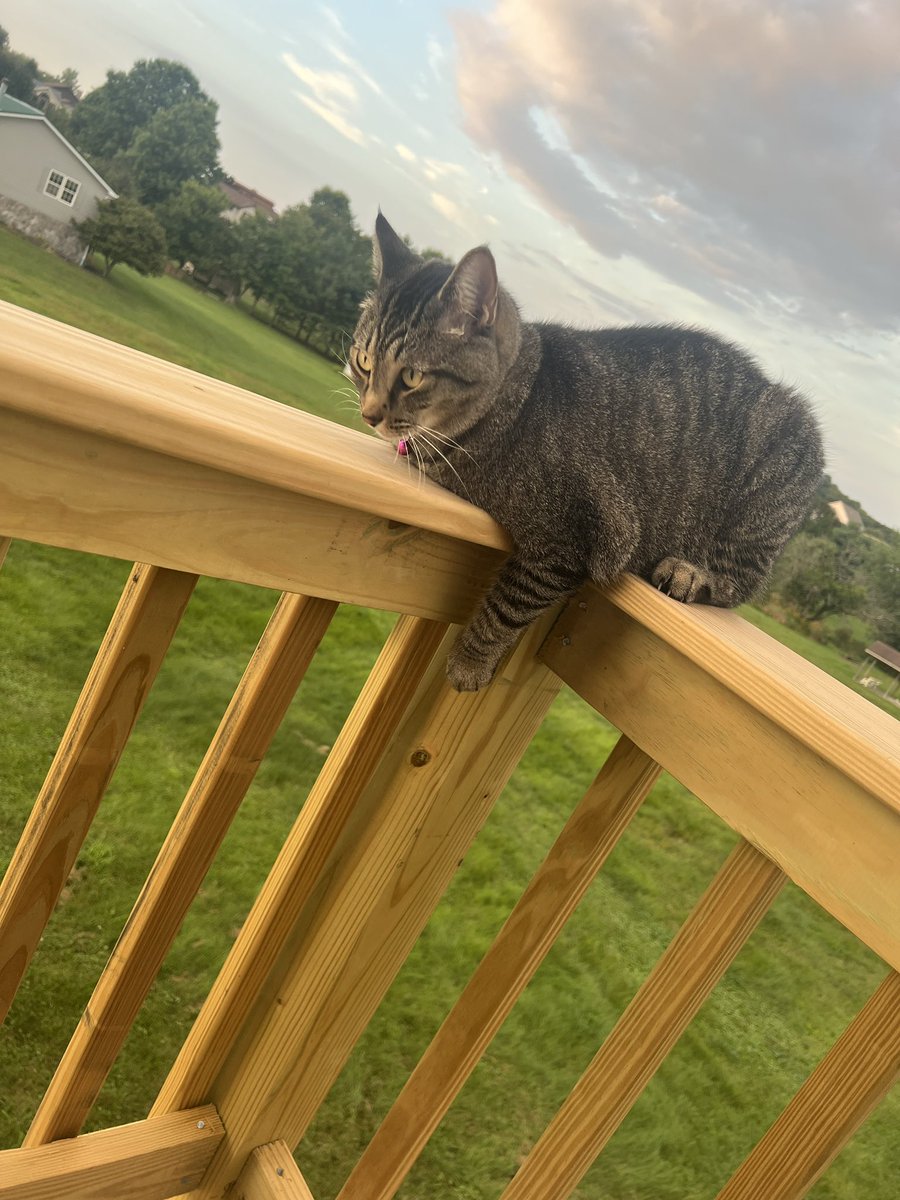 Friday Night  
LBG Vs Riverview at Lenape 

Tyler Poff 42 medalist 🏅 shoots his season avg 

Kaleb Kapalka 62 w Oakmont white shirt!

Dylan Shairafisi 68 and a smoked 3 wood from rough on # 5

Bernie hanging out on porch for last pict as i type