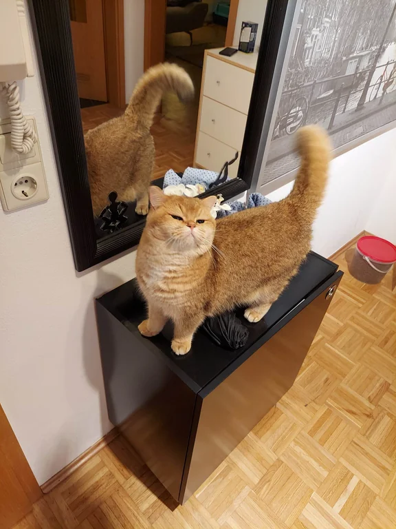 DontShowYourCat's tweet photo. judging you https://t.co/opGcmta8Jy