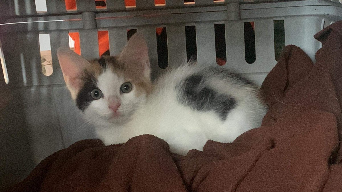 rxsebvd's tweet photo. Meet Teriyaki, the newest member of our home 😭💕 https://t.co/H9HASbH9q6