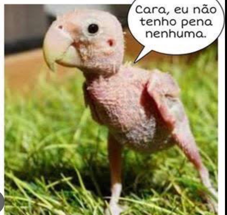 ElisVoltou's tweet photo. @Gurialula13 @leninaveira2 Pena nenhuma. Que se fod@m todos! Inclusive os da ponta imbecis que colocaram tudo em prática. Eles que abram o bico e dununciem os financiadores e o car@lho p ajudar reduzir suas penas. https://t.co/7rM96bHCcZ