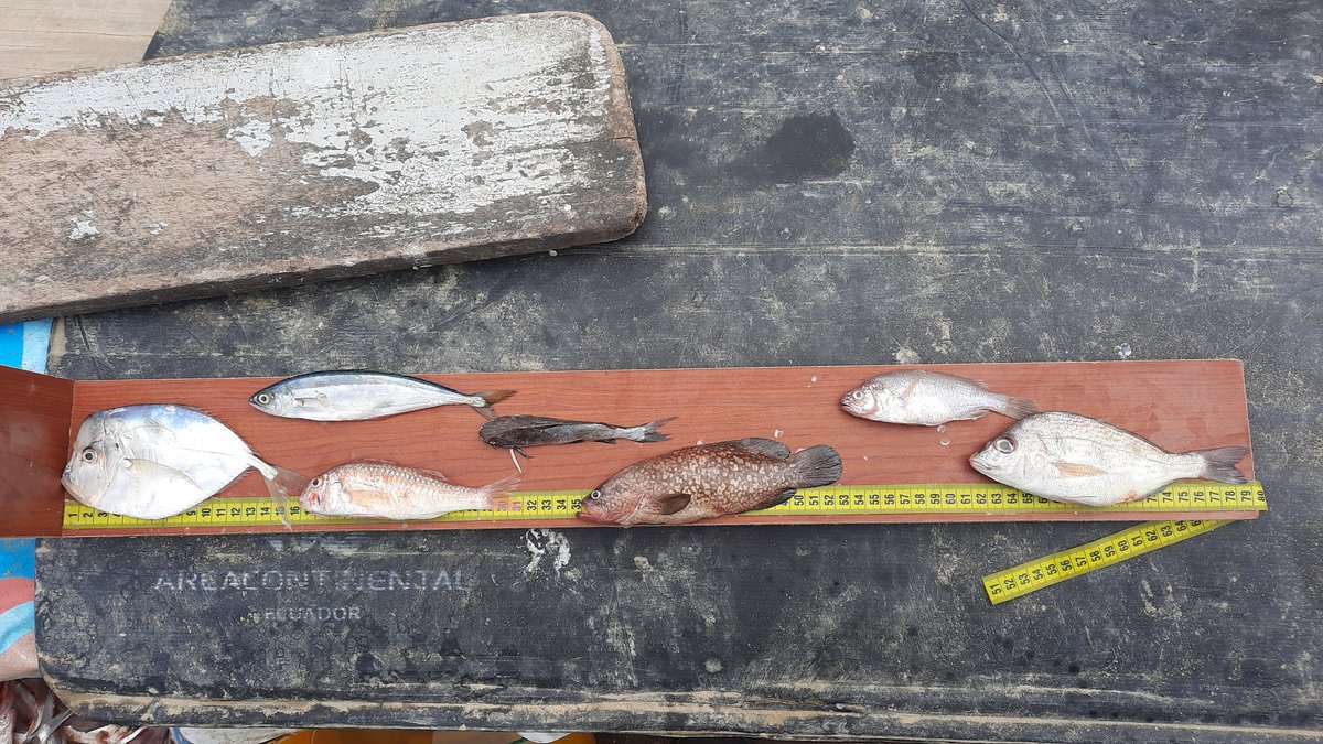 klevernime's tweet photo. Biological sampling of catches in Las Piñas, Ecuador, from the Project: Assessment of biological parameters and population dynamics for marine resource management and conservation. @sharkbriomen https://t.co/BEVRtC0e36