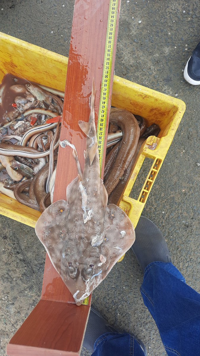 klevernime's tweet photo. Biological sampling of catches in Las Piñas, Ecuador, from the Project: Assessment of biological parameters and population dynamics for marine resource management and conservation. @sharkbriomen https://t.co/BEVRtC0e36
