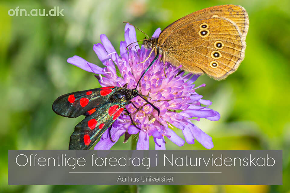 vildebier's tweet photo. Tirsdag d. 19. september kan du opleve foredraget “Saving our insects” ved professor Dave Goulson, med efterfølgende perspek­ti­ve­ring til danske forhold af Kjeld Hansen i biografer og på biblioteker mm. over hele landet. Se mere på https://t.co/IXTqpRnSoa https://t.co/K1Cxi2Odj1
