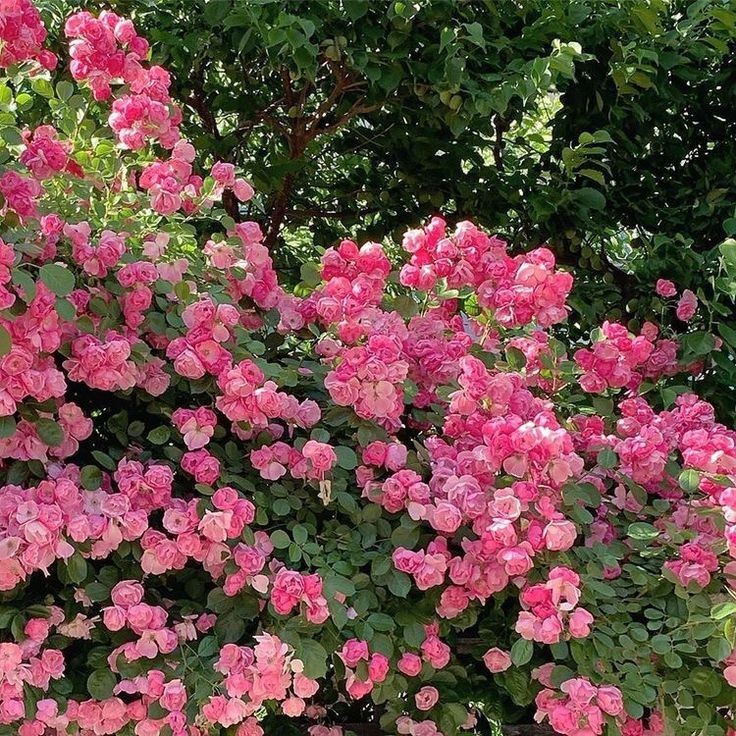softdeIicacy's tweet photo. pink flowers everywhere https://t.co/rJw4LCK0fI