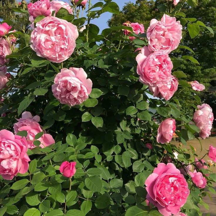 pink flowers everywhere