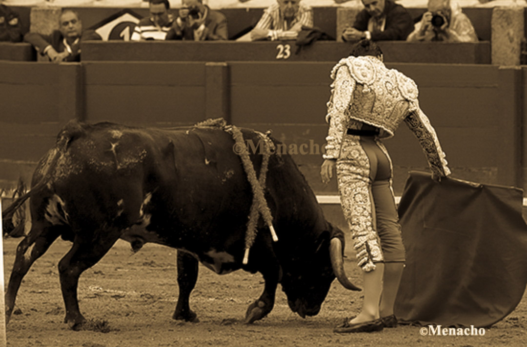 objetivoeltoro's tweet photo. 🔴 SALAMANCA 🐂
El otro gran protagonista, aún sin cortar trofeos por la espada, fue #MarioNavas con una faena al 3° extraordinaria.
Torería, cadencia, temple y clase ante un superclase de #LorenzoEspioja . Obra con pasajes para el recuerdo.... https://t.co/FgfHX5mrvd