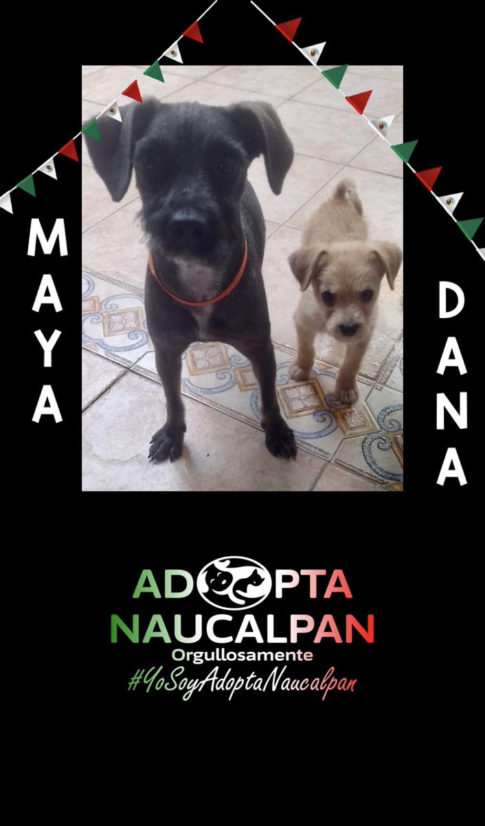 AdoptameNaucal1's tweet photo. MAYA &amp; DANA hacen su presentación oficial,estarán presentes en la jornada de adopción este sábado 16-09 frente al área canina del parque Naucalli buscando familia responsable preferentemente a las dos juntas! @FansDeMiyagi @gabrielguerrac @azelarobinson @CdSatelite @SoyNaucalpan https://t.co/Wde4BVyexq