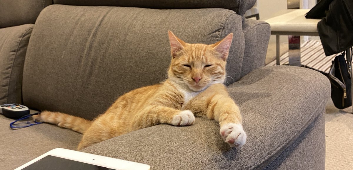 mycatvinny's tweet photo. @hwinkler4real aaaaay! 🐾
(I bet no one has said that to you before) 😹 https://t.co/1jq8dMlDRx