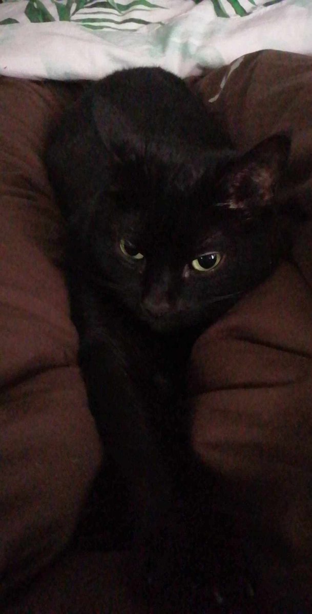 MichelleOtheCat's tweet photo. Why hello yes, good morning.

You know it's good as I'm in your life 💕 now shush servant, I'm sleeping https://t.co/suOXSOC1fR