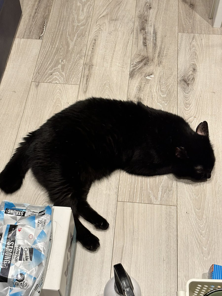 黒猫おはぎ (@gindara_cats) / Posts / X