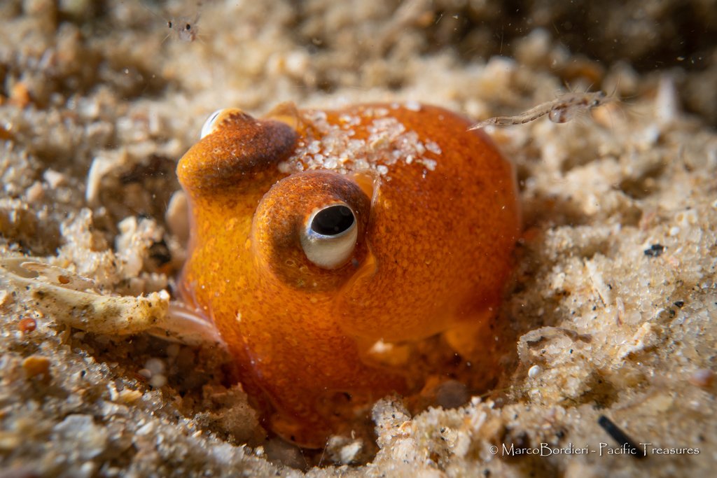 Cephalopods Daily tweet media
