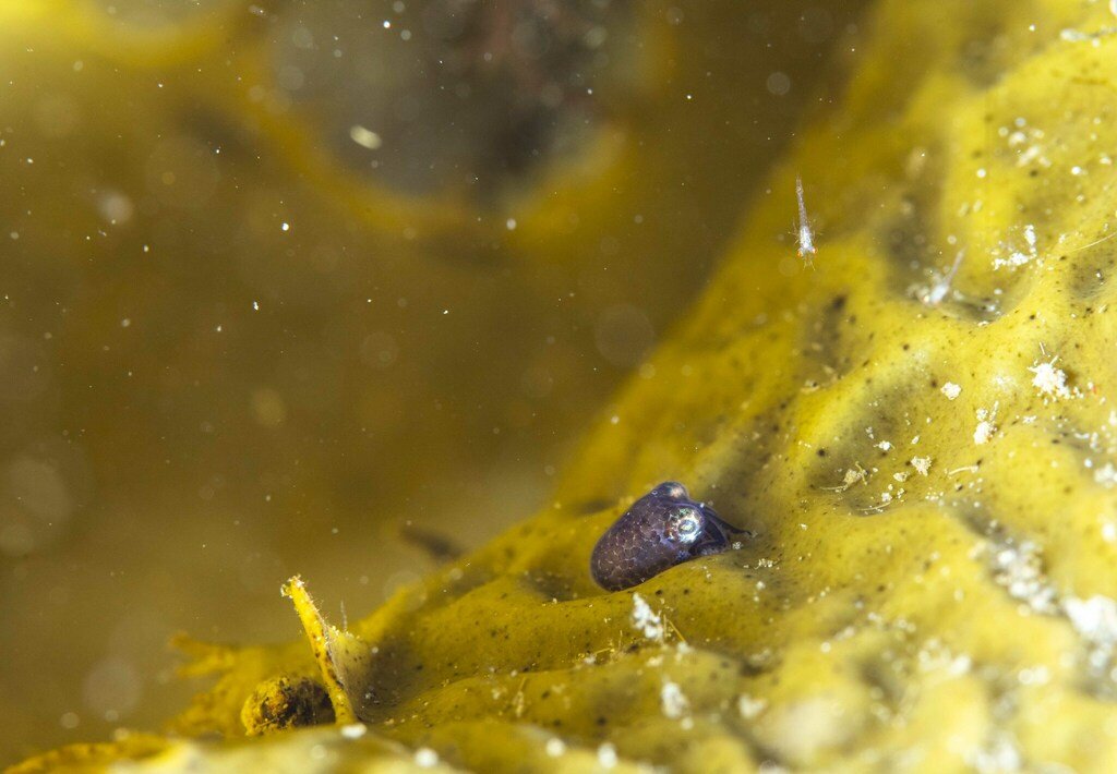 Cephalopods Daily tweet media