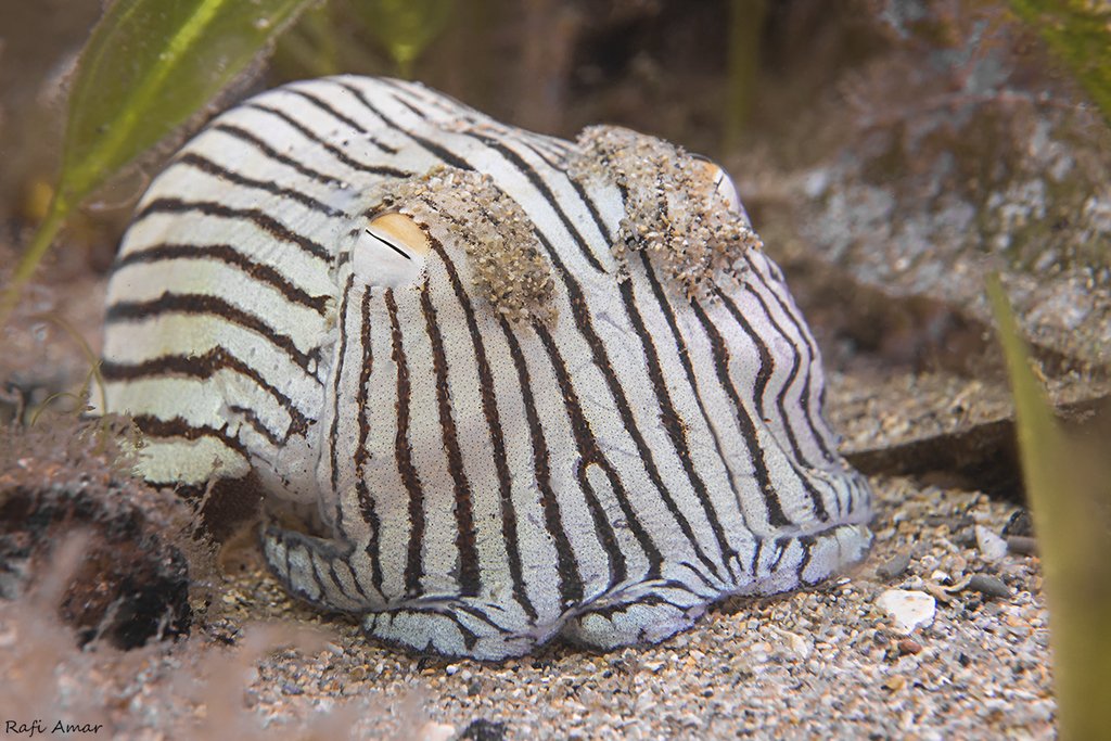 Cephalopods Daily tweet media