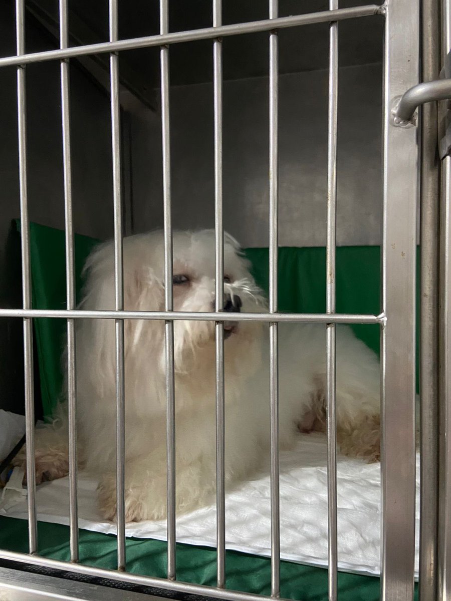 Meu cachorro foi operado de urgência por uma obstrução na uretra por um calculo. Essa foi a cara dele de lombrado depois da anestesia