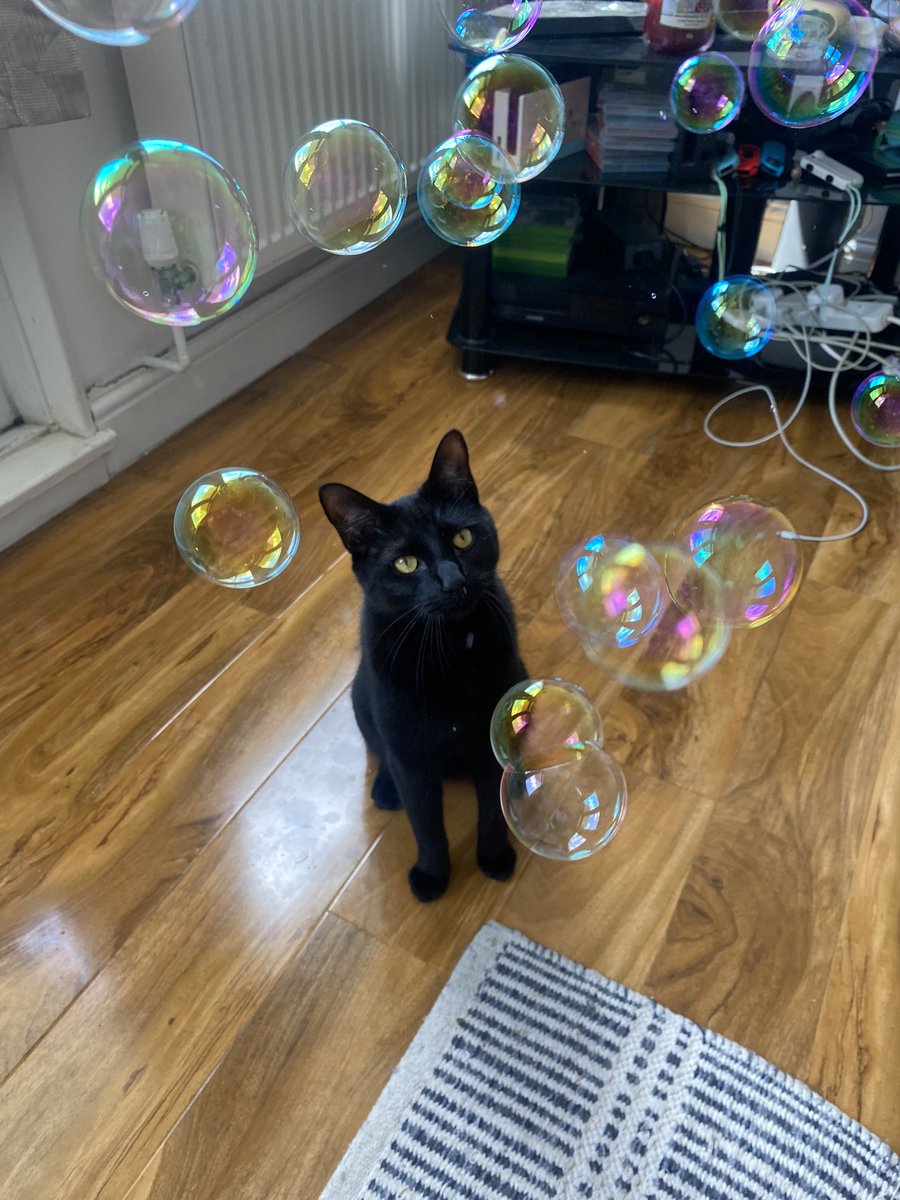 hanhascott's tweet photo. @ShouldHaveCat buki (full name k*buki) https://t.co/XzlxpieRoZ