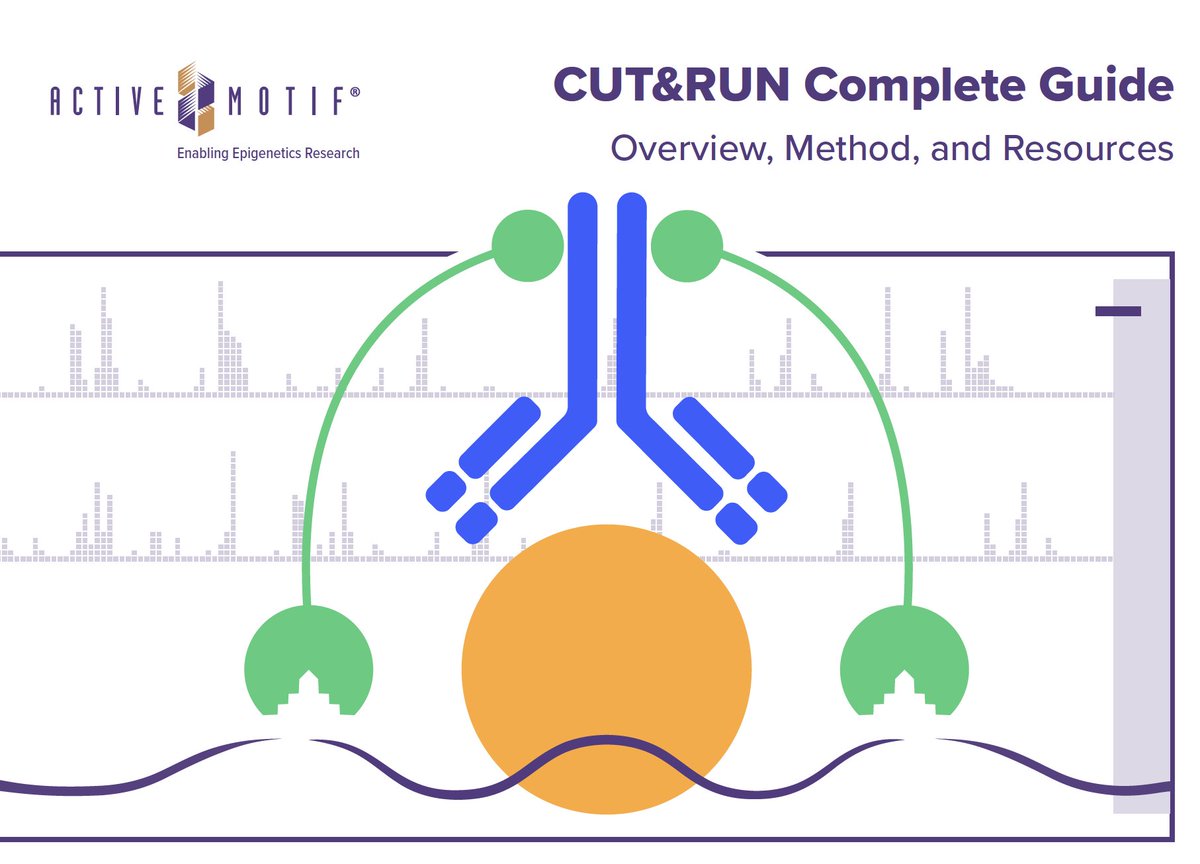 [NEW eBook] Who has time to chase down a webinar here, a protocol there, and FAQS somewhere else? Find it all in one place! From the #Epigenetics Experts at Active Motif - our CUT&RUN Complete Guide. ➡ bit.ly/3Zkb0eO