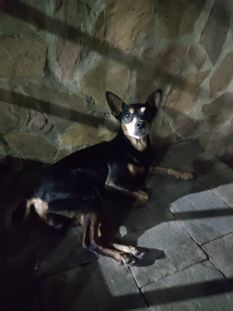 Ayer en la tarde tiraron a éste perrito Pincher por mi zona...yo lo ví en mi edificio pero jamás me imaginé que estaba perdido. Gente de Santa Mónica si lo ven por favor resguardarlo. Otro dueño desgraciado que debe ir a la cárcel🙏 <a href="/TarekWiliamSaab/">Tarek William Saab</a>