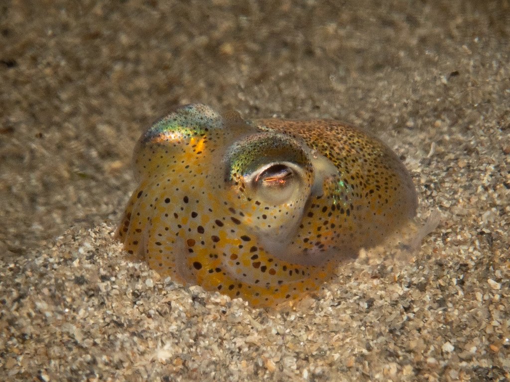Cephalopods Daily tweet media