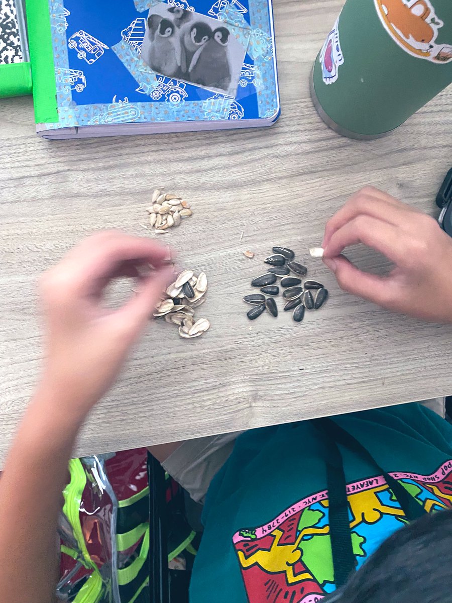 “Ready..get set.. badeep!” Our read aloud’s main character, Castle Cranshaw has gotten us in a sunflower seeds mood! So we had a sunflower seeds contest today! #thespragueway
#cubswin #spraguecubsread