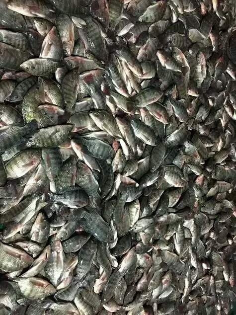 La pisciculture est notre travaille dans notre ONG