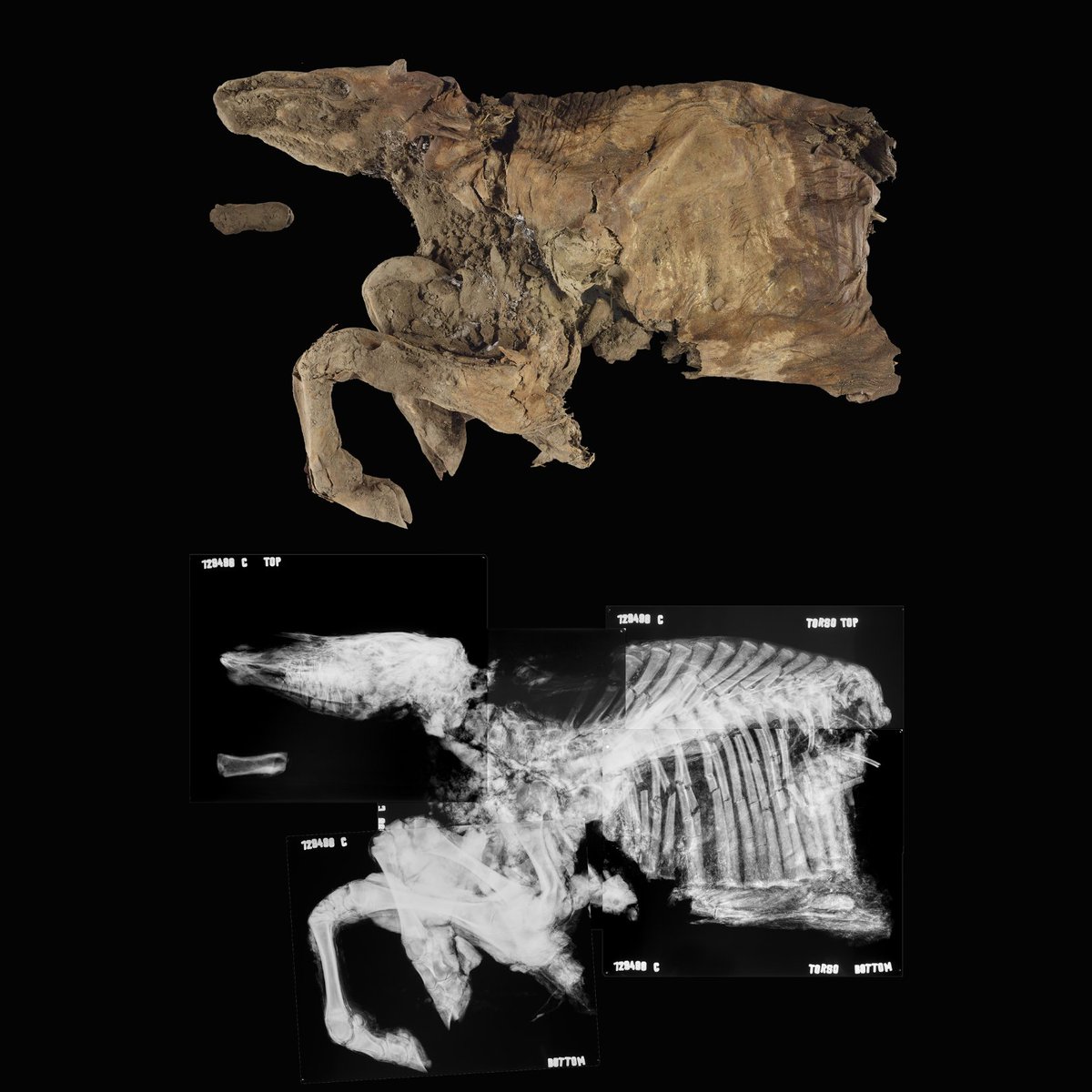yukonberingia's tweet photo. Have you met our 'bou? Discovered on a mine year Dawson City, YT, this mummified caribou calf is roughly 80,000 years old – older than most mummified animals found in the Yukon. Tap for a few pics of the calf before it was put on display at the Centre #BeringiaBTS #FossilFriday https://t.co/ZhjdIakNqh
