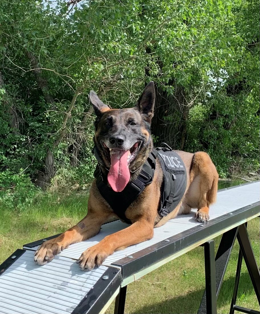 Police have charged 29-year-old male in connection with an incident where a police service dog was injured. bit.ly/3LrZHvk #yql