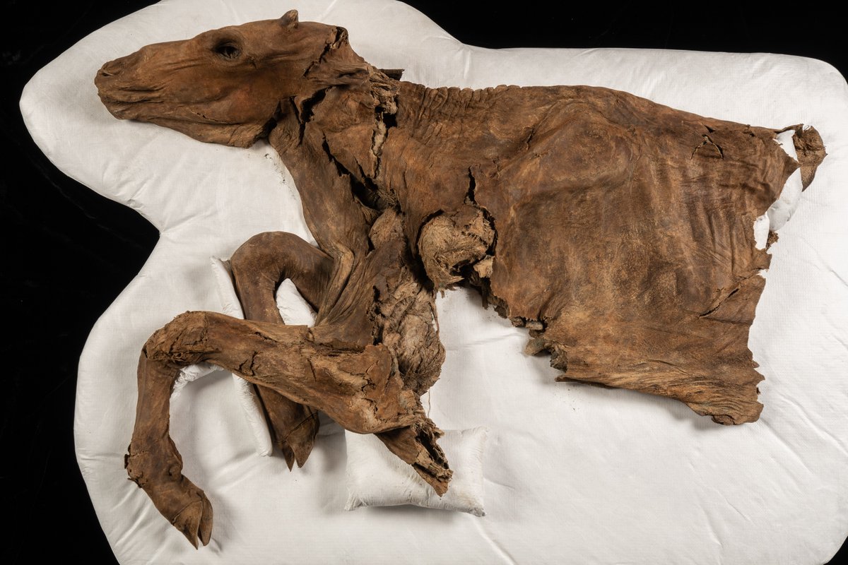 yukonberingia's tweet photo. Have you met our 'bou? Discovered on a mine year Dawson City, YT, this mummified caribou calf is roughly 80,000 years old – older than most mummified animals found in the Yukon. Tap for a few pics of the calf before it was put on display at the Centre #BeringiaBTS #FossilFriday https://t.co/ZhjdIakNqh