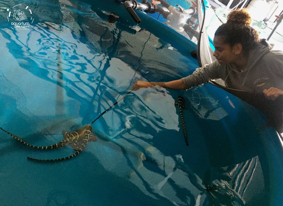 The Zebra Shark Project New Caledonia (@zebrasharknc) on Twitter photo Thanks to Nolanne for helping us look after our young sharks this week! #education #zebrashark #zebrasharkprojectnc #collegedeboulari
<a href="/HLassauce/">Dr Hugo Lassauce</a> <a href="/OlivierCHATEAU5/">Olivier CHATEAU</a> <a href="/AquariumDLagons/">Aquarium des Lagons</a> <a href="/laboratory_and/">Lab. of Marine Biology and Ecology</a> Thanks to Nolanne for helping us look after our young sharks this week! #education #zebrashark #zebrasharkprojectnc #collegedeboulari
<a href="/HLassauce/">Dr Hugo Lassauce</a> <a href="/OlivierCHATEAU5/">Olivier CHATEAU</a> <a href="/AquariumDLagons/">Aquarium des Lagons</a> <a href="/laboratory_and/">Lab. of Marine Biology and Ecology</a>