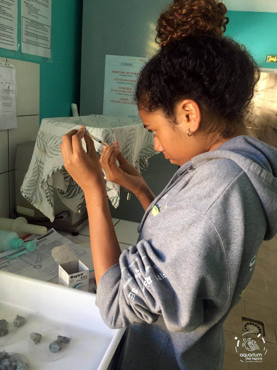 ZebraSharkNC's tweet image. Thanks to Nolanne for helping us look after our young sharks this week! #education #zebrashark #zebrasharkprojectnc #collegedeboulari

@HLassauce @OlivierCHATEAU5 @AquariumDLagons @laboratory_and
