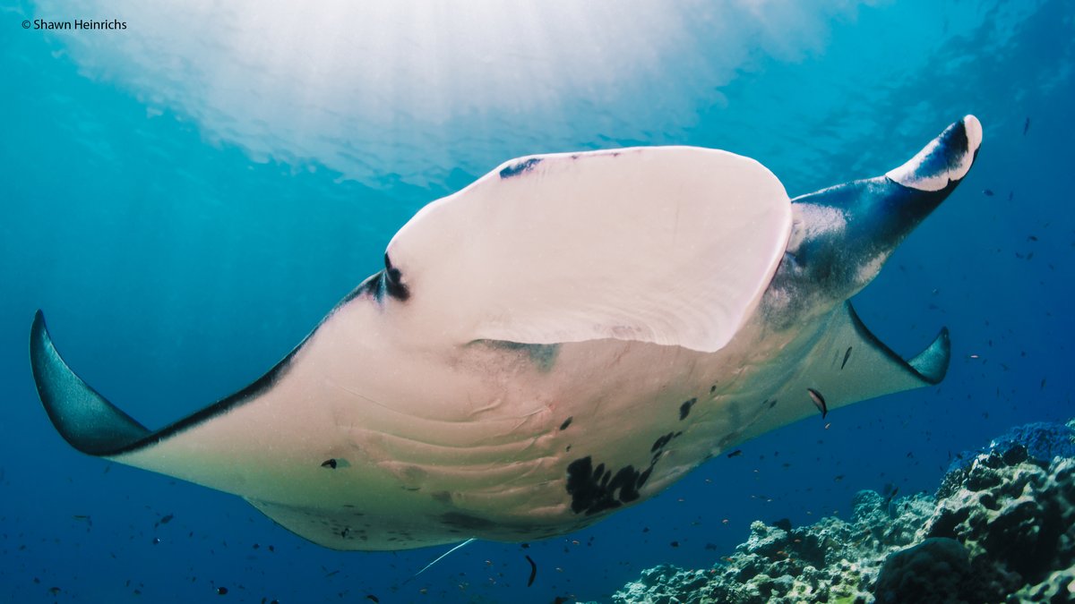 Initiative Manta NC (@initiativemanta) on Twitter photo Reef Manta rays can move over hundreds of kilometers, yet they show high site fidelity #mantaray
For example, in New Caledonia, one individual is exclusively sighted at the Boulari channel for 15 years!
<a href="/laboratory_and/">Lab. of Marine Biology and Ecology</a> <a href="/HLassauce/">Dr Hugo Lassauce</a> <a href="/OlivierCHATEAU5/">Olivier CHATEAU</a> <a href="/AquariumDLagons/">Aquarium des Lagons</a> Reef Manta rays can move over hundreds of kilometers, yet they show high site fidelity #mantaray
For example, in New Caledonia, one individual is exclusively sighted at the Boulari channel for 15 years!
<a href="/laboratory_and/">Lab. of Marine Biology and Ecology</a> <a href="/HLassauce/">Dr Hugo Lassauce</a> <a href="/OlivierCHATEAU5/">Olivier CHATEAU</a> <a href="/AquariumDLagons/">Aquarium des Lagons</a>