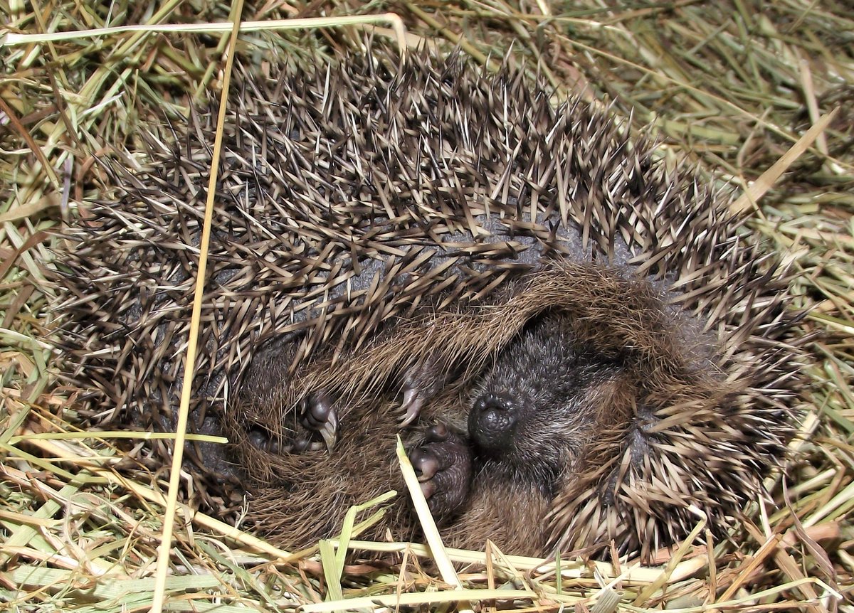 HedgehogCabin tweet picture