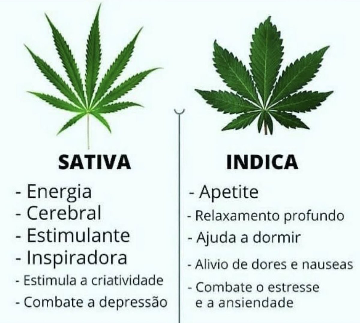 canabisbrasil's tweet photo. E vc, ja sabia sobre as diferenças entre as flores sativas e indicas?? 🔥💨 https://t.co/8N710L3WOY