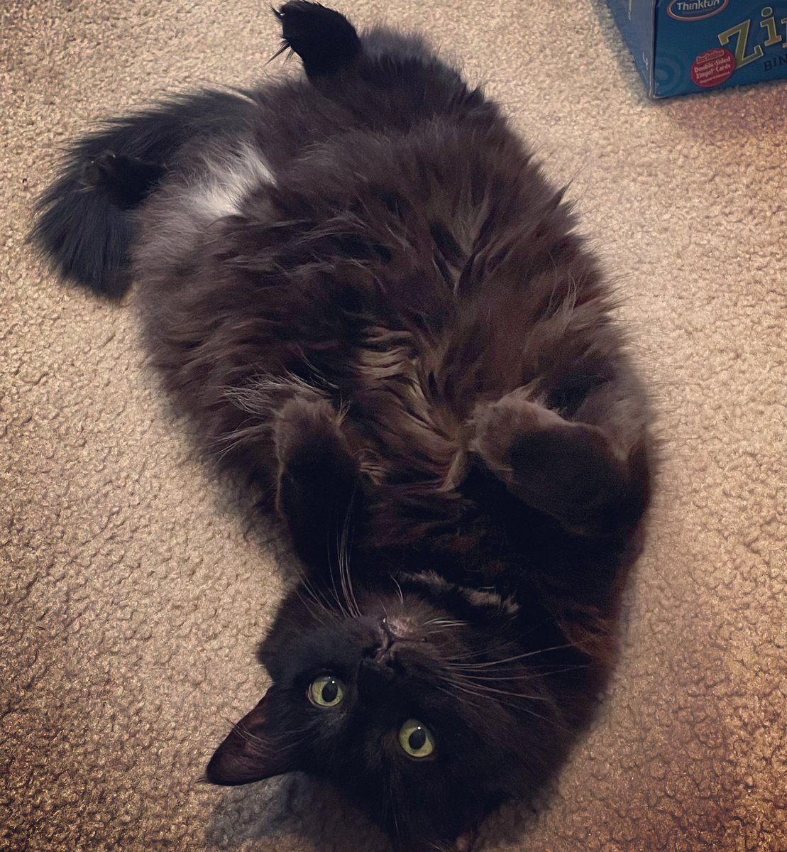 mjs12593's tweet photo. @CarissasNewLife The stray cat we adopted and my daughter named Tickles 😂 https://t.co/aiK6m32vnZ